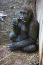 Moutain Gorilla baby eating cabbage Royalty Free Stock Photo